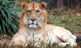 虎狮虎兽最新爆料,神秘生物之谜揭开面纱